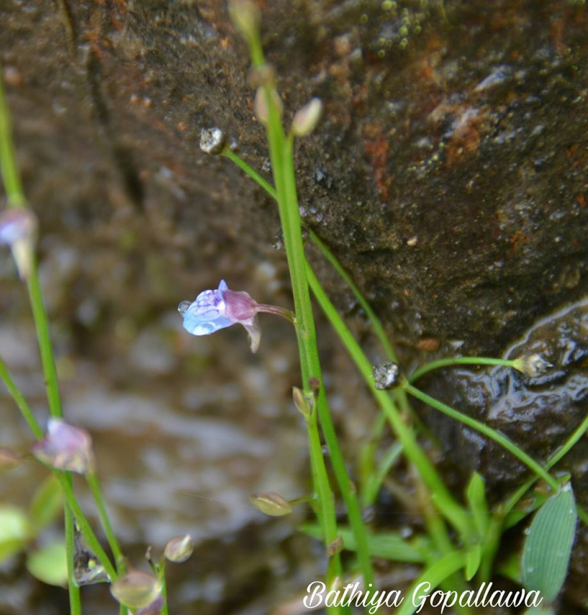 Utricularia uliginosa Vahl